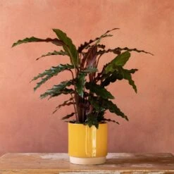 Goeppertia Rufibarba 10 Goeppertia Rufibarba -Plants Shop pl2000048185 card5 lg