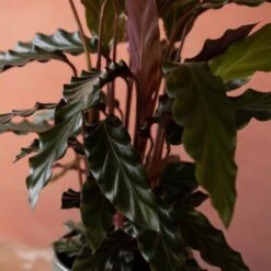 Goeppertia Rufibarba 11 Goeppertia Rufibarba -Plants Shop pl2000048185 card6 lg