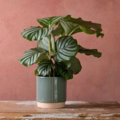 Goeppertia Orbifolia -Plants Shop pl2000048186 card3 lg