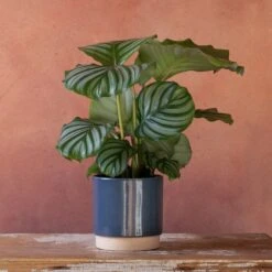 Goeppertia Orbifolia -Plants Shop pl2000048186 card4 lg