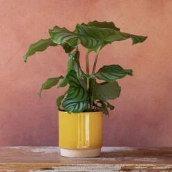 Goeppertia Orbifolia -Plants Shop pl2000048186 card5 lg