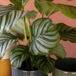 Goeppertia Orbifolia -Plants Shop pl2000048186 card6 lg