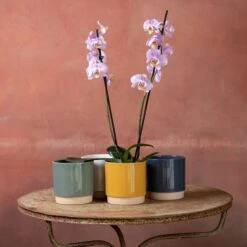 Phalaenopsis 'Pink Clouds'