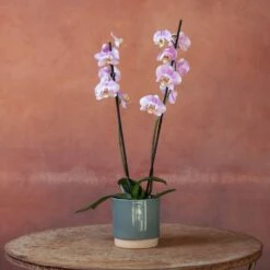 Phalaenopsis 'Pink Clouds' -Plants Shop pl2000048226 card3 lg