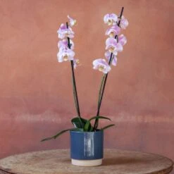 Phalaenopsis 'Pink Clouds' -Plants Shop pl2000048226 card4 lg
