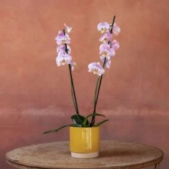 Phalaenopsis 'Pink Clouds' -Plants Shop pl2000048226 card5 lg