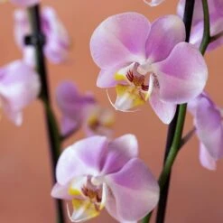 Phalaenopsis 'Pink Clouds' -Plants Shop pl2000048226 card6 lg