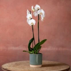 Phalaenopsis 'Inverness' 8 Phalaenopsis 'Inverness' -Plants Shop pl2000048227 card3 lg