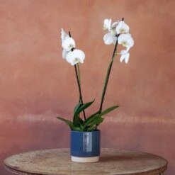 Phalaenopsis 'Inverness' 9 Phalaenopsis 'Inverness' -Plants Shop pl2000048227 card4 lg