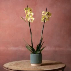 Phalaenopsis 'Modena' -Plants Shop pl2000048228 card3 lg