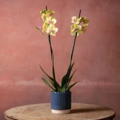 Phalaenopsis 'Modena' -Plants Shop pl2000048228 card4 lg