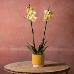 Phalaenopsis 'Modena' -Plants Shop pl2000048228 card5 lg