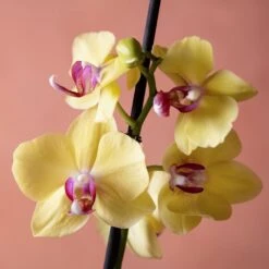 Phalaenopsis 'Modena' -Plants Shop pl2000048228 card6 lg
