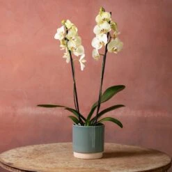 Phalaenopsis 'Volterra' -Plants Shop pl2000048229 card3 lg