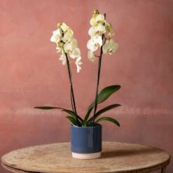 Phalaenopsis 'Volterra' -Plants Shop pl2000048229 card4 lg