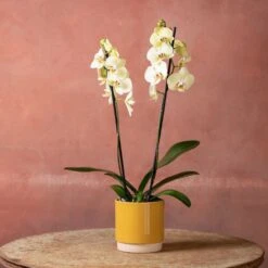 Phalaenopsis 'Volterra' -Plants Shop pl2000048229 card5 lg