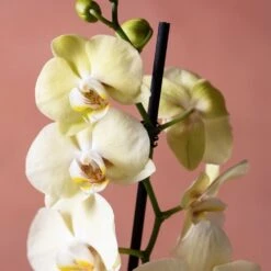 Phalaenopsis 'Volterra' -Plants Shop pl2000048229 card6 lg