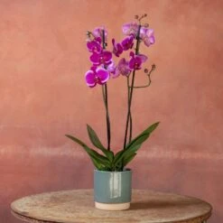 Phalaenopsis 'Durban' -Plants Shop pl2000048231 card3 lg