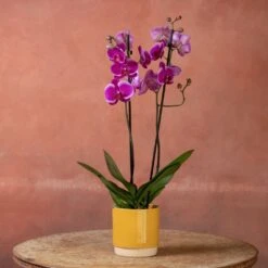 Phalaenopsis 'Durban' -Plants Shop pl2000048231 card5 lg