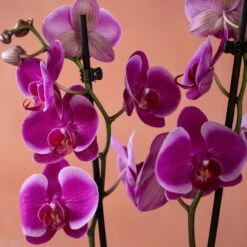 Phalaenopsis 'Durban' -Plants Shop pl2000048231 card6 lg