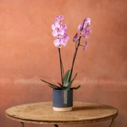 Phalaenopsis 'Pittsburgh' -Plants Shop pl2000048232 card4 lg