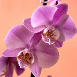 Phalaenopsis 'Pittsburgh' -Plants Shop pl2000048232 card5 lg