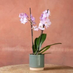 Phalaenopsis 'Milwaukee' -Plants Shop pl2000048233 card3 lg