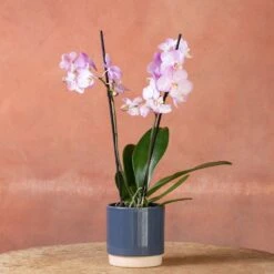 Phalaenopsis 'Milwaukee' -Plants Shop pl2000048233 card4 lg