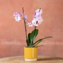 Phalaenopsis 'Milwaukee' -Plants Shop pl2000048233 card5 lg