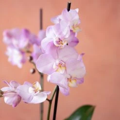 Phalaenopsis 'Milwaukee' -Plants Shop pl2000048233 card6 lg