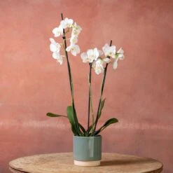 Phalaenopsis 'Folkestone' -Plants Shop pl2000048234 card3 lg