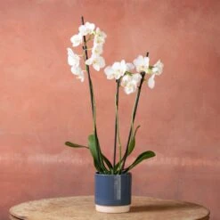 Phalaenopsis 'Folkestone' -Plants Shop pl2000048234 card4 lg