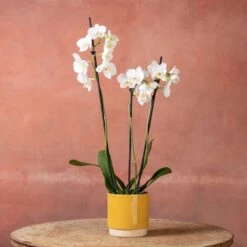 Phalaenopsis 'Folkestone' -Plants Shop pl2000048234 card5 lg