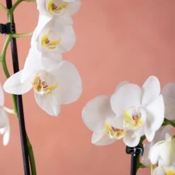 Phalaenopsis 'Folkestone' -Plants Shop pl2000048234 card6 lg
