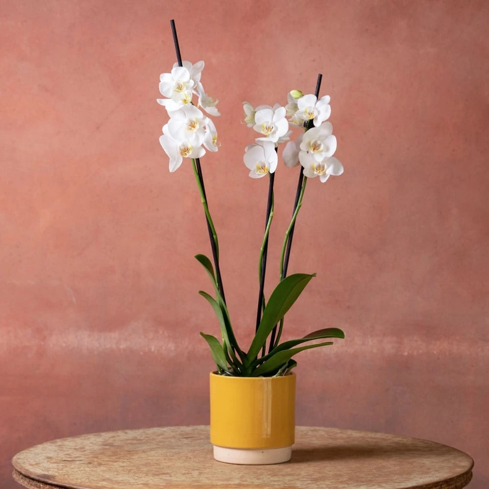 Phalaenopsis 'Dover' 5 Phalaenopsis 'Dover' - Image 5