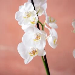 Phalaenopsis 'Dover' 11 Phalaenopsis 'Dover' -Plants Shop pl2000048235 card6 lg