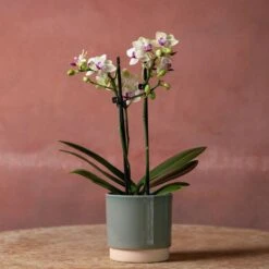 Phalaenopsis 'Flaming Burrito' 8 Phalaenopsis 'Flaming Burrito' -Plants Shop pl2000048236 card3 lg