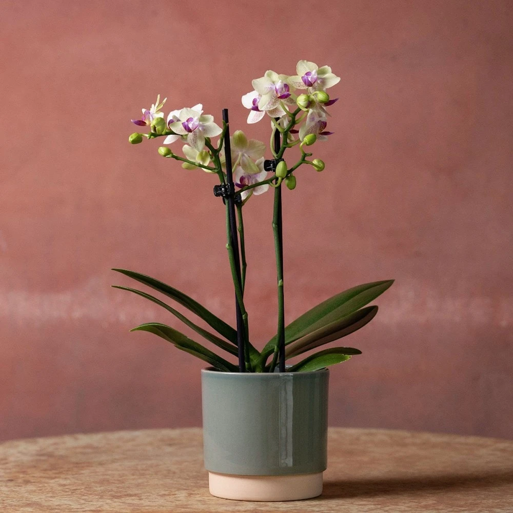 Phalaenopsis 'Flaming Burrito' 3 Phalaenopsis 'Flaming Burrito' - Image 3