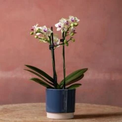 Phalaenopsis 'Flaming Burrito' 9 Phalaenopsis 'Flaming Burrito' -Plants Shop pl2000048236 card4 lg