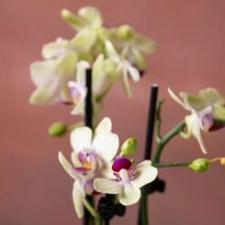 Phalaenopsis 'Flaming Burrito' 11 Phalaenopsis 'Flaming Burrito' -Plants Shop pl2000048236 card6 lg