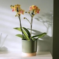Phalaenopsis 'El Paso' -Plants Shop pl2000048237 card3 lg