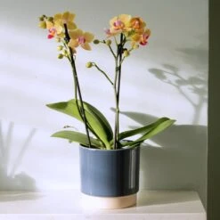 Phalaenopsis 'El Paso' -Plants Shop pl2000048237 card4 lg