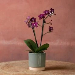 Phalaenopsis 'Hornglin Vicky' -Plants Shop pl2000048239 card3 lg