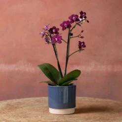 Phalaenopsis 'Hornglin Vicky' -Plants Shop pl2000048239 card4 lg