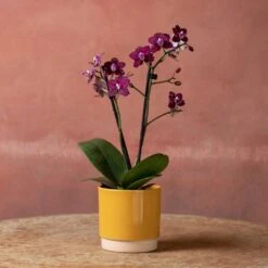 Phalaenopsis 'Hornglin Vicky' -Plants Shop pl2000048239 card5 lg