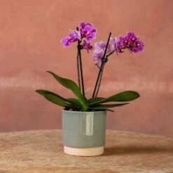 Phalaenopsis 'Perceval' -Plants Shop pl2000048240 card3 lg