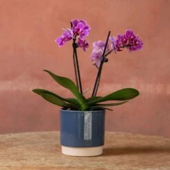 Phalaenopsis 'Perceval' -Plants Shop pl2000048240 card4 lg