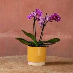 Phalaenopsis 'Perceval' -Plants Shop pl2000048240 card5 lg