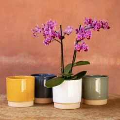 Phalaenopsis 'Take Five'