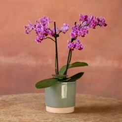 Phalaenopsis 'Take Five' -Plants Shop pl2000048241 card3 lg